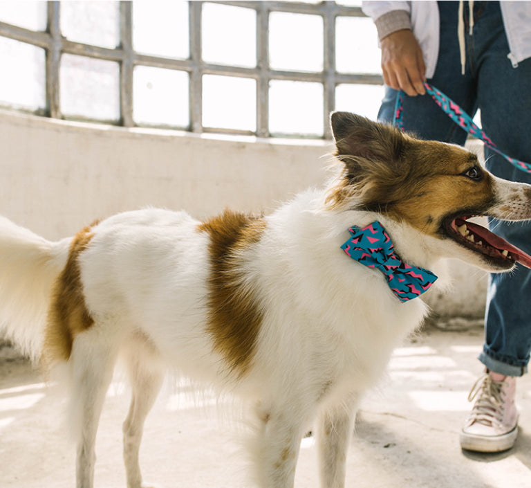 Crosby | Dog Bow Tie