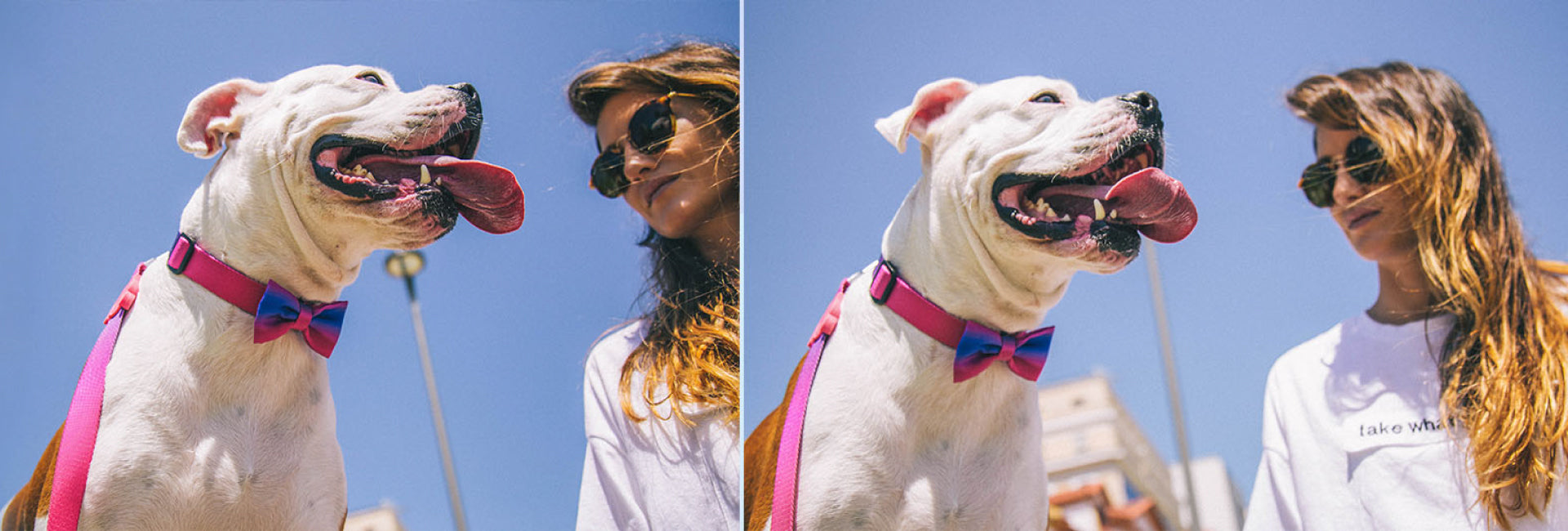 Juno | Dog Bow Tie