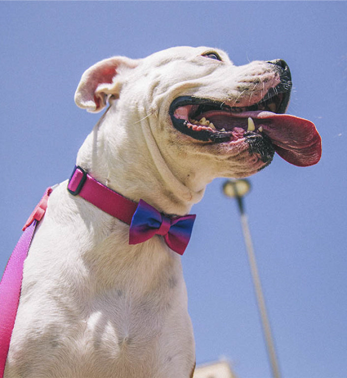 Juno | Dog Bow Tie