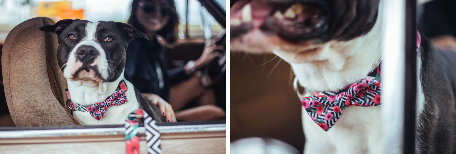 Mahalo | Dog Bow Tie