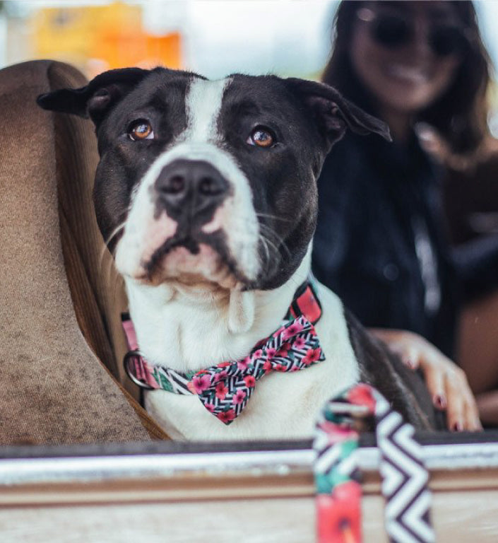 Mahalo | Dog Bow Tie