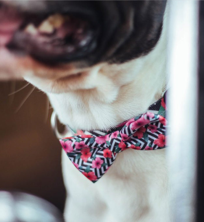 Mahalo | Dog Bow Tie