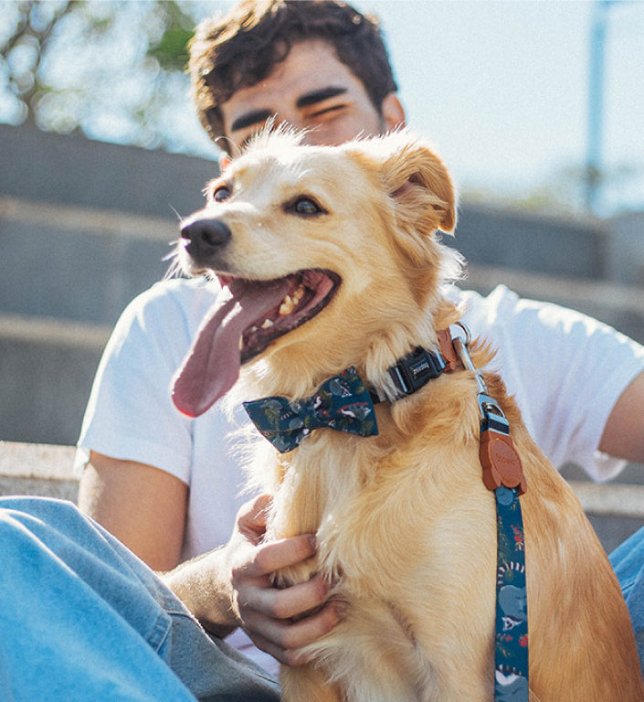 Mango | Dog Bow Tie