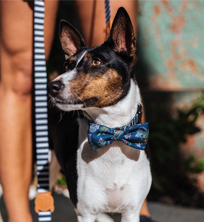 Mango | Dog Bow Tie