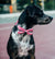 Maui | Dog Bow Tie