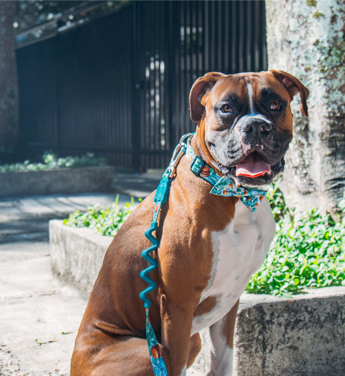 McZee | Dog Bow Tie