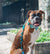 McZee | Dog Bow Tie