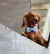 McZee | Dog Bow Tie