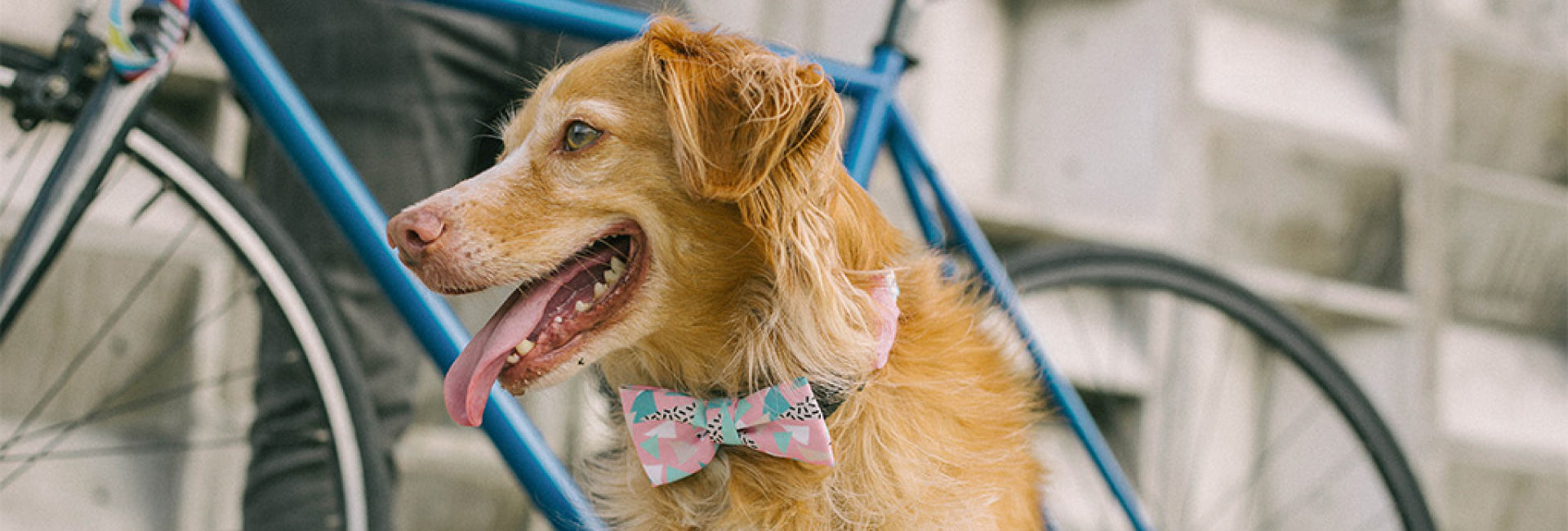 Memphis | Dog Bow Tie