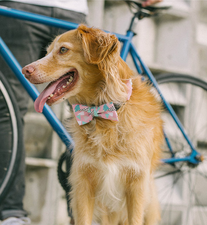 Memphis | Dog Bow Tie