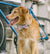 Memphis | Dog Bow Tie