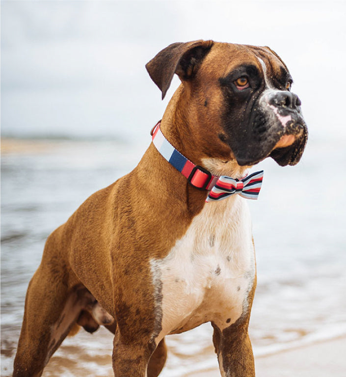 Oregon | Dog Bow Tie