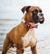 Oregon | Dog Bow Tie