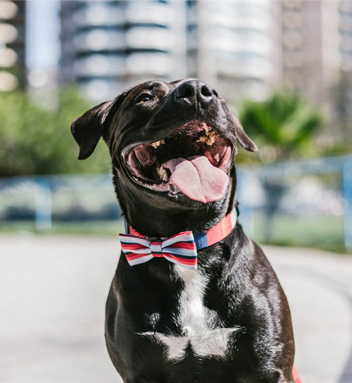 Oregon | Dog Bow Tie