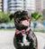Oregon | Dog Bow Tie