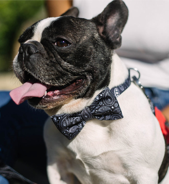 Paisley | Dog Bow Tie
