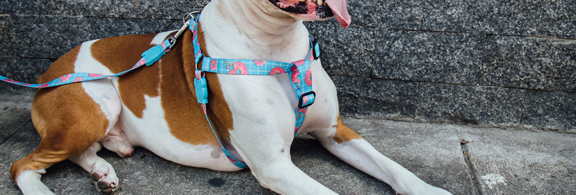 Zee dog top step in harness