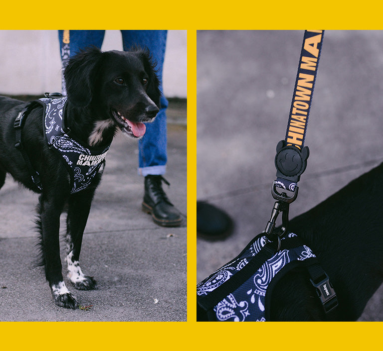 Zee.Dog x Chinatown Market Black | Adjustable Air Mesh Harness