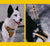 Zee.Dog x Chinatown Market Yellow | Adjustable Air Mesh Harness