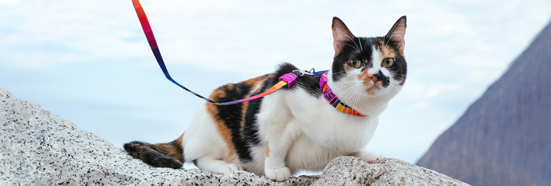 Prisma | Cat Collar