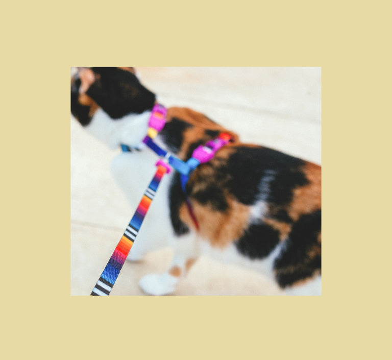 Prisma | Cat Collar