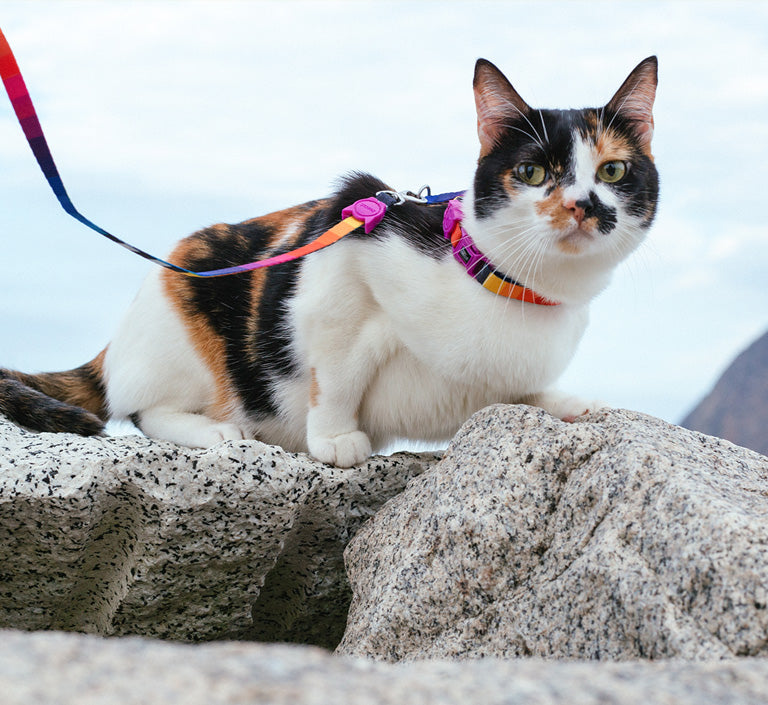 Zee.Cat Collar Prisma 
