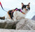 Prisma | Cat Harness with Leash