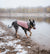 Pink | Coat