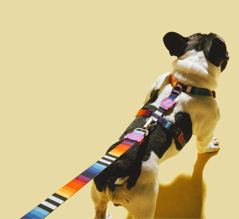 Prisma | Dog Bow Tie