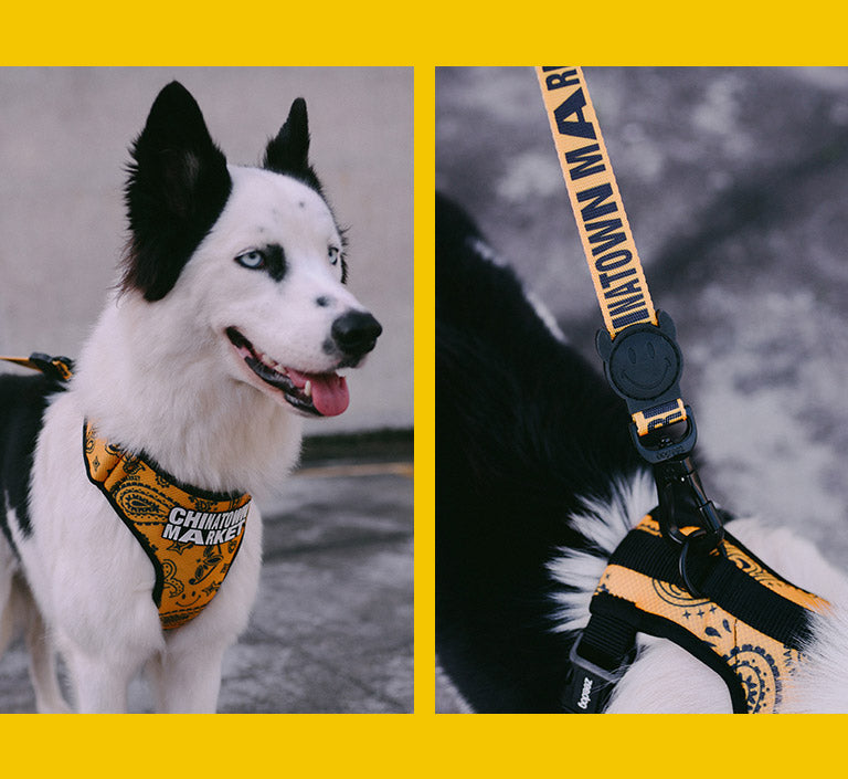 Zee.Dog x Chinatown Market Yellow | Collar