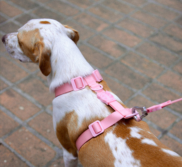 Melissa x Zee.Dog Pink Cameo | Collar