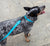 Ultimate Blue | Collar
