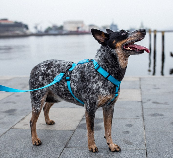 Ultimate Blue Leash Zee.Dog