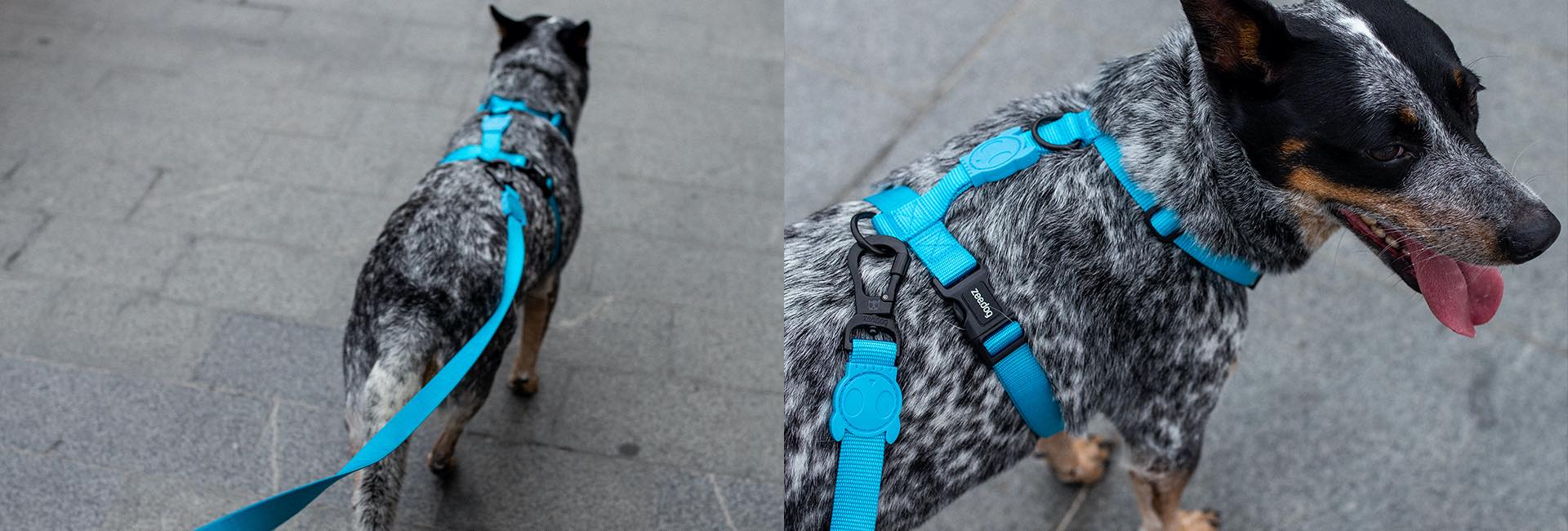 Bijou Dog Harness Blue M / Blue