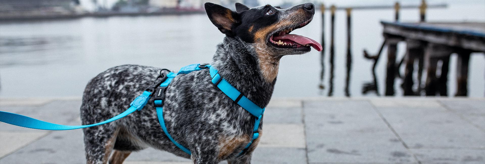 Bijou Dog Harness Blue M / Blue