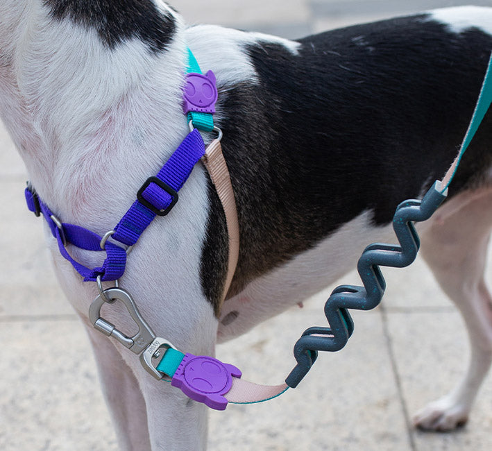 Boogie Ruff Leash 2.0