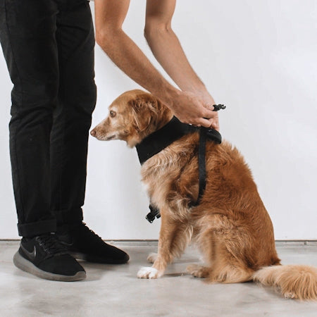 Zee dog air clearance mesh harness