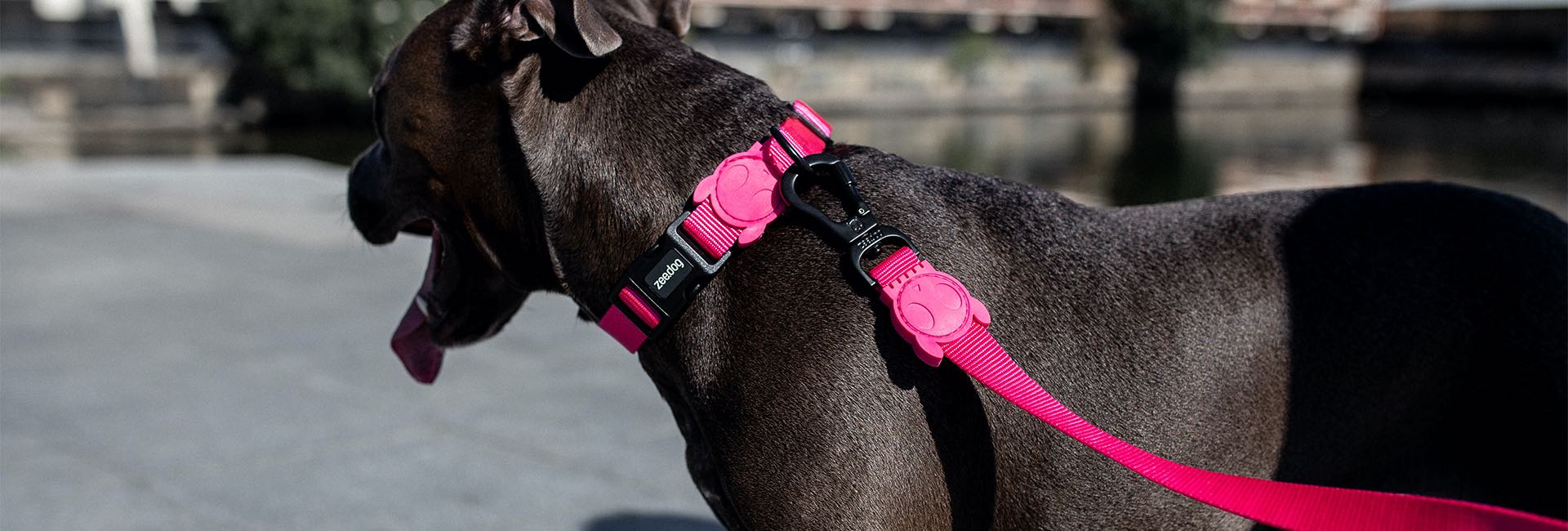 Pink LED | Ruff Leash 2.0