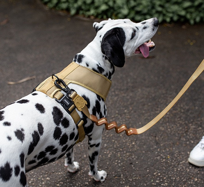 Sand Ruff Leash 2.0
