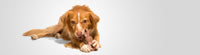 Dog playing with Alien Flex Wrench Dog Toy | Alien Flex