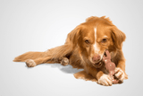 Dog playing with Alien Flex Wrench Dog Toy | Alien Flex