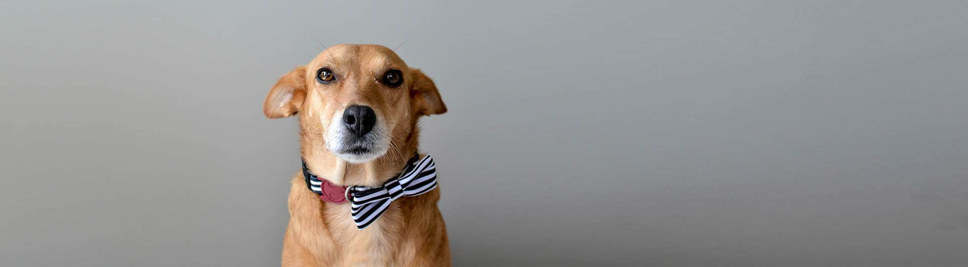 Mutt wearing Dog Bow Tie | Zee.Dog