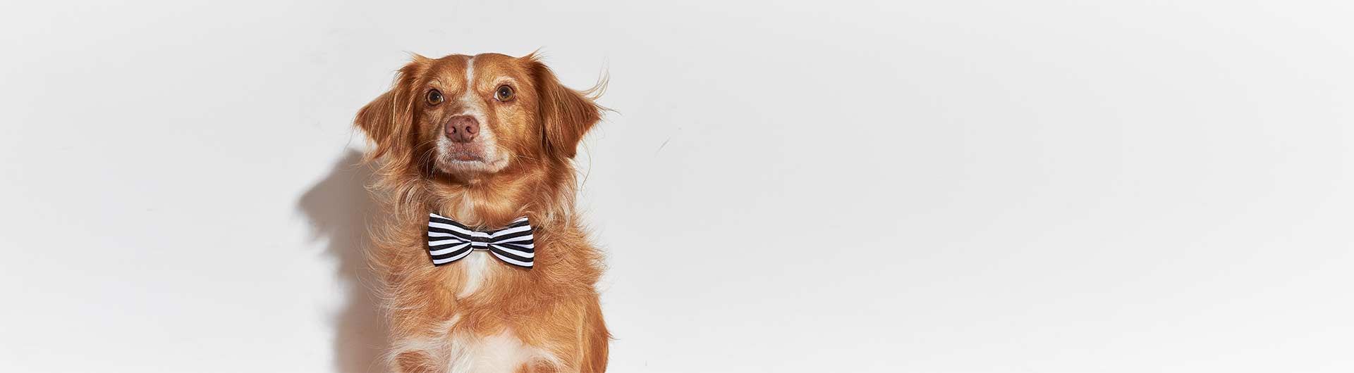 Mutt wearing Dog Bow Tie | Zee.Dog