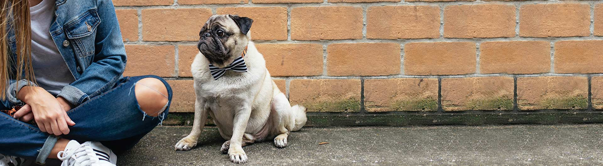 Pug wearing Dog Bow Tie | Zee.Dog