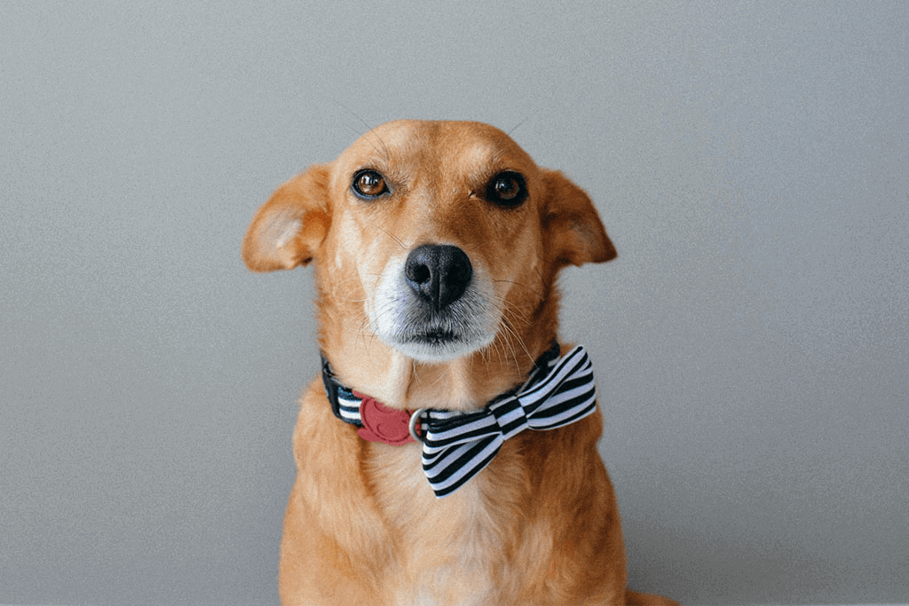 Dog Wearing Asos Large Bow Tie | Zee.Dog