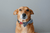 Dog Wearing Asos Large Bow Tie | Zee.Dog