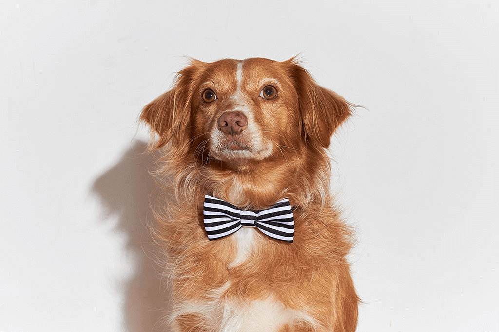 Dog Wearing Asos Large Bow Tie | Zee.Dog