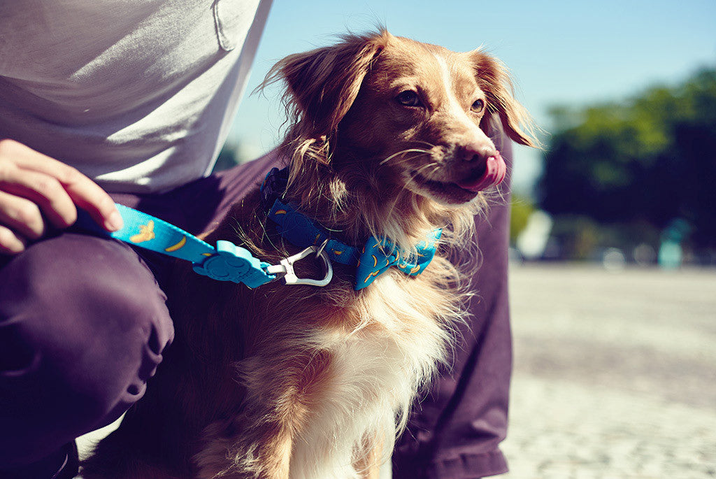 Banana Shake Dog Bow Tie | Zee.Dog