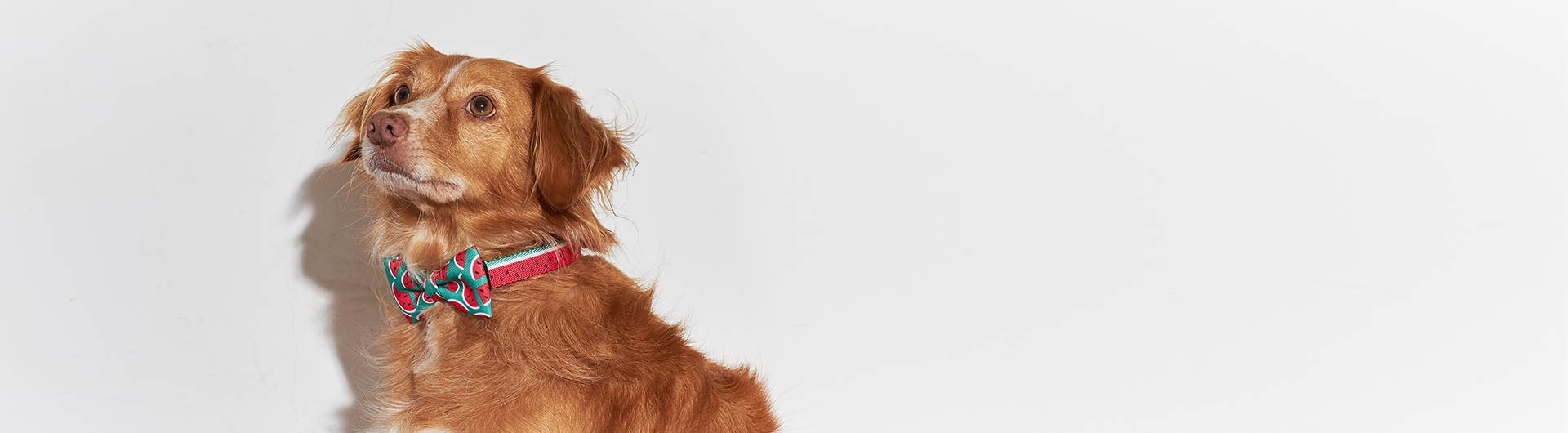 Lola Bow Tie | Zee.Dog