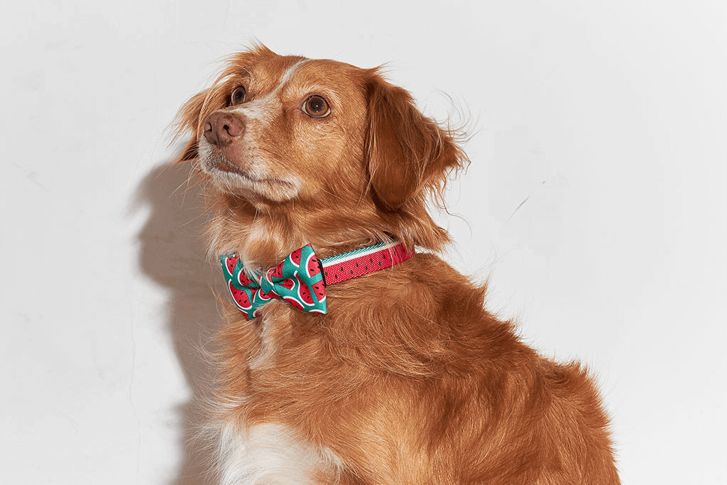 Lola Bow Tie | Zee.Dog